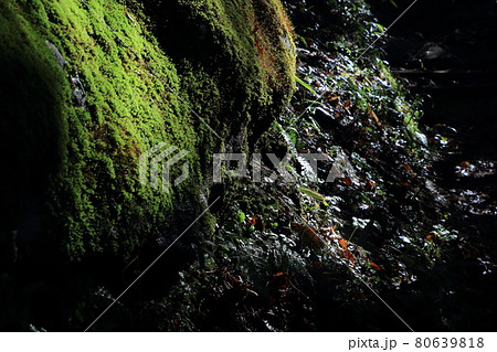 風景・早朝の光に照らされる苔むした岩 風景・早朝の光に照らされる苔むした岩 80639818