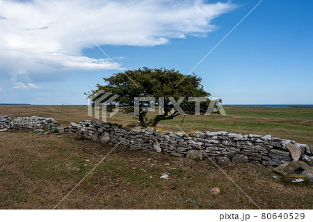 A tree in a moor landscape A tree in a moor landscape 80640529