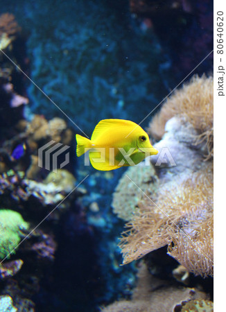 水上 水生 水中 80640620