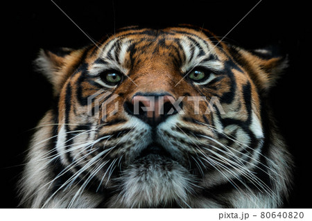 Front view of Sumatran tiger isolated on black background. Portrait of Sumatran tiger (Panthera tigris sumatrae) 80640820