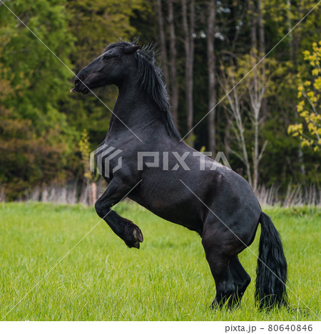 Black friesian horse runs gallop. Black friesian horse runs gallop. 80640846