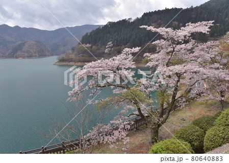 奥多摩湖、見はらしの丘、春の薄曇りの中で、湖面をバックに満開の桜を撮る 80640883