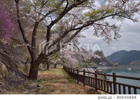 春の薄曇り、奥多摩湖、見はらしの丘で桜見物。 春の薄曇り、奥多摩湖、見はらしの丘で桜見物。 80640888