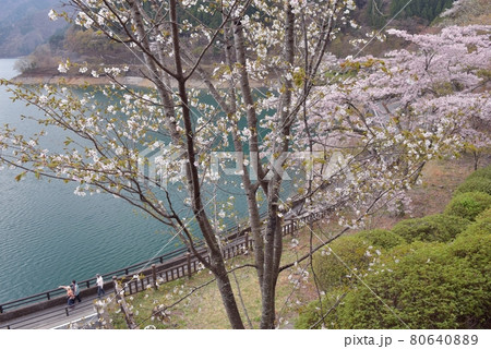 春の奥多摩湖、見はらしの丘、満開となったオオシマザクラと染井吉野の下を老親子が湖畔を散歩する 80640889