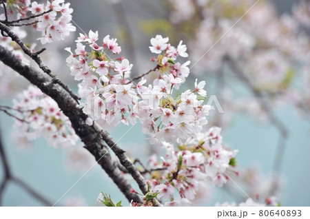 奥多摩湖、見はらしの丘、柔らかい光の中で水面をバックに桜を撮る 奥多摩湖、見はらしの丘、柔らかい光の中で水面をバックに桜を撮る 80640893