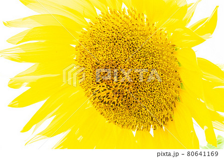 夏が似合うヒマワリの花 夏が似合うヒマワリの花 80641169
