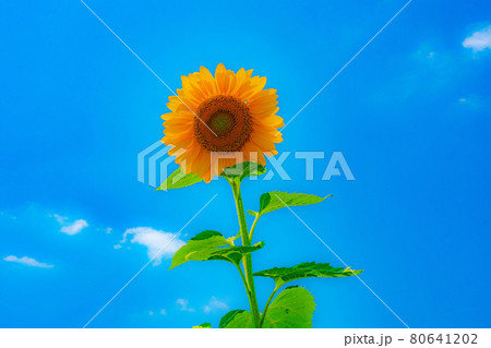 夏が似合うヒマワリの花 夏が似合うヒマワリの花 80641202