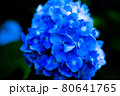 輝く宝石のような紫陽花 80641765