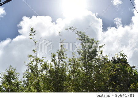 竹林を照らす真夏の太陽 竹林を照らす真夏の太陽 80641781