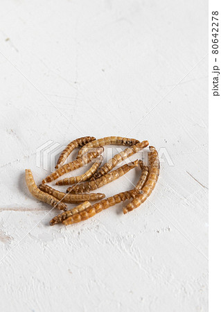 mealworms protein for hamster feeding 80642278