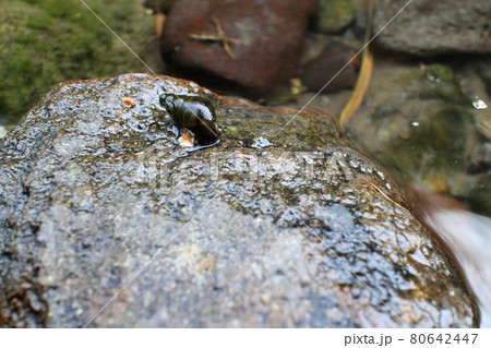 川の石の上にいるタニシ 川の石の上にいるタニシ 80642447