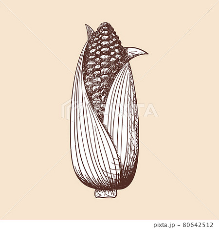 Corn Icon 80642512