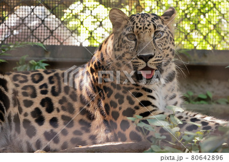 アムールヒョウ アムールヒョウ 80642896