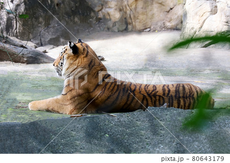 Close up bengal tiger is beautiful animal and dangerous in forest Close up bengal tiger is beautiful animal and dangerous in forest 80643179