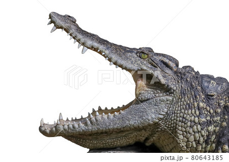 Close up head crocodile is show mouse and teeth on the rock on white background have path 80643185