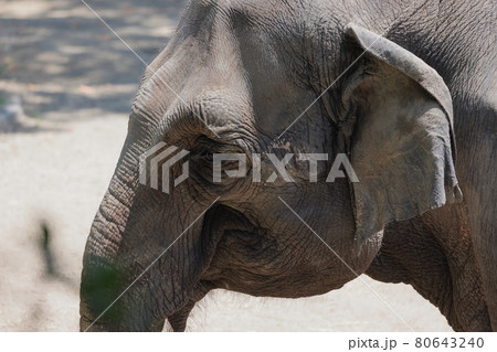 インドゾウ インドゾウ 80643240