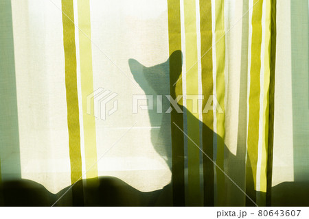 Black cat shadow on window 80643607