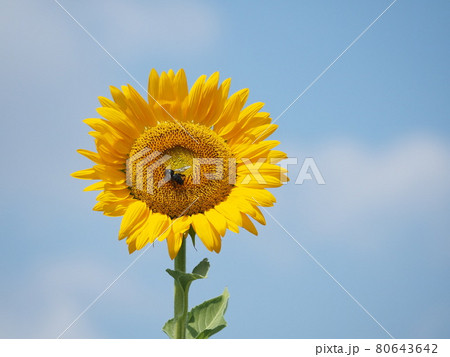 ヒマワリとハチ 80643642