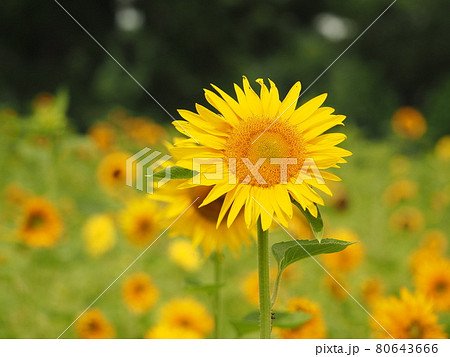 ヒマワリ 80643666