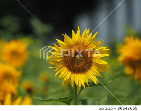 ヒマワリ 80643669