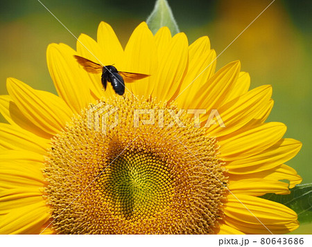 ヒマワリとハチ 80643686