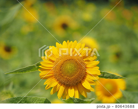 ヒマワリ 80643688