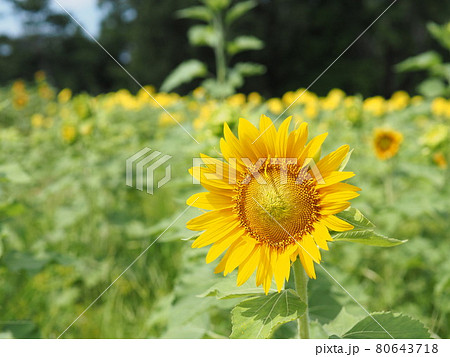 ヒマワリ 80643718