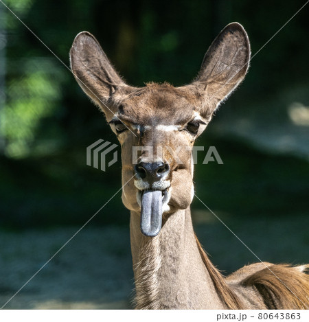 The common eland sticking its tongue out. Taurotragus oryx is a savannah antelope 80643863