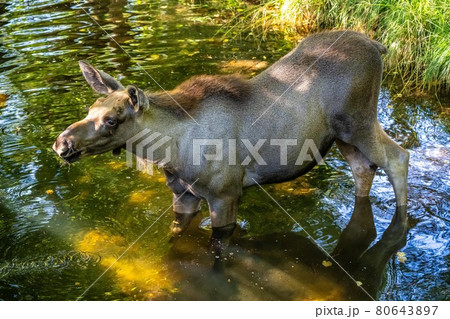 European Moose, Alces alces, also known as the elk 80643897
