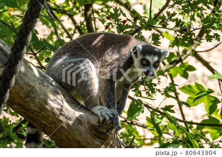The ring-tailed lemur,Lemur catta with white ringed tail is the most known lemur The ring-tailed lemur,Lemur catta with white ringed tail is the most known lemur 80643904