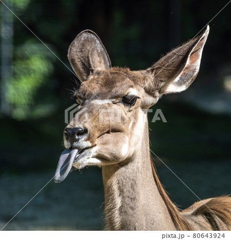 The common eland sticking its tongue out. Taurotragus oryx is a savannah antelope 80643924
