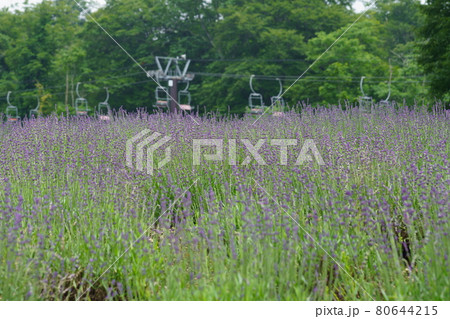 玉原高原　ラベンダー 80644215