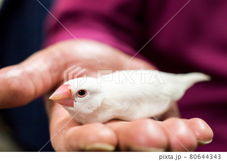 【文鳥】手の平で落ち着く文鳥さん 80644343