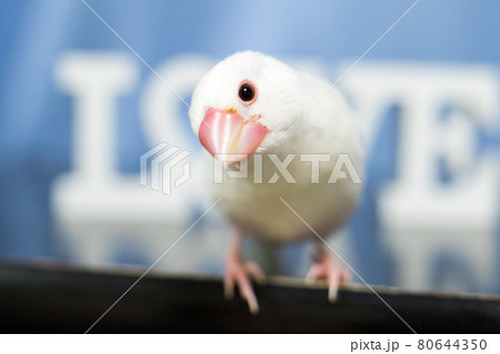 【文鳥】我が家のかわいい文鳥さん 【文鳥】我が家のかわいい文鳥さん 80644350