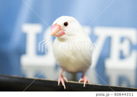 【文鳥】我が家のかわいい文鳥さん 【文鳥】我が家のかわいい文鳥さん 80644351