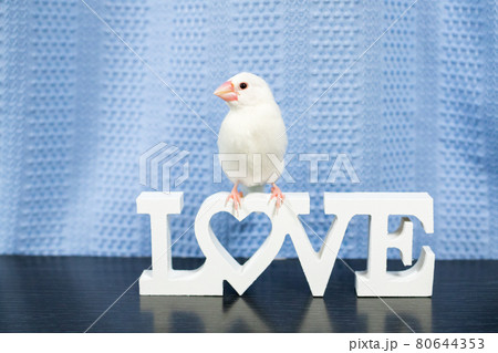 【文鳥】我が家のかわいい文鳥さん 【文鳥】我が家のかわいい文鳥さん 80644353