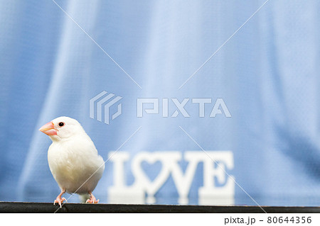 【文鳥】我が家のかわいい文鳥さん 80644356