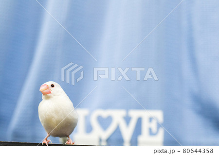 【文鳥】我が家のかわいい文鳥さん 80644358