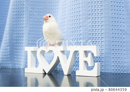 【文鳥】我が家のかわいい文鳥さん 【文鳥】我が家のかわいい文鳥さん 80644359
