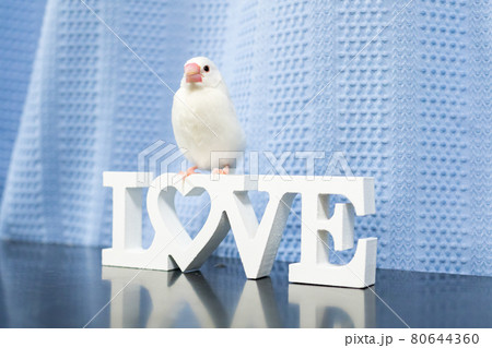 【文鳥】我が家のかわいい文鳥さん 80644360