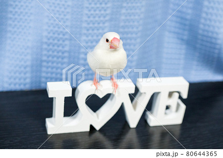 【文鳥】我が家のかわいい文鳥さん 【文鳥】我が家のかわいい文鳥さん 80644365
