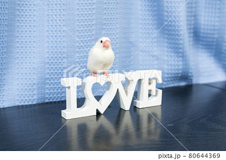 【文鳥】我が家のかわいい文鳥さん 【文鳥】我が家のかわいい文鳥さん 80644369
