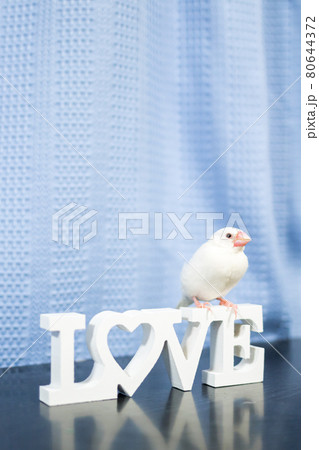 【文鳥】我が家のかわいい文鳥さん 【文鳥】我が家のかわいい文鳥さん 80644372