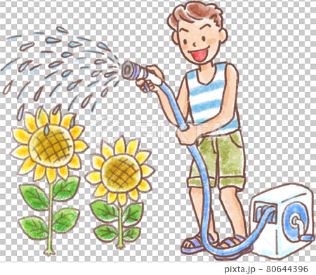 ひまわりに水をあげる夏服の男性 80644396