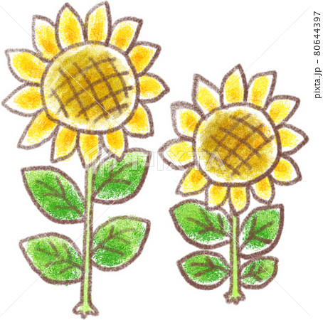 ひまわりの花 80644397