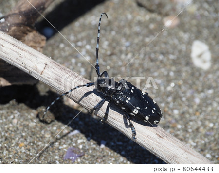 ゴマダラカミキリ 80644433