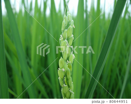 青々と繁る葉と白い稲の花 80644951