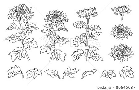 手描きの菊の花のイラスト 線画 のイラスト素材