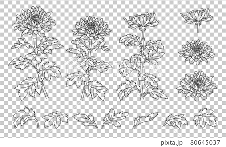 手描きの菊の花のイラスト（線画）のイラスト素材 [80645037
