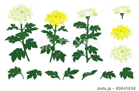 白と黄色の菊の花のイラストのイラスト素材